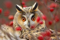 GUFO: Owl glare © Règis Cavignaux 