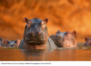 © David Fettes (UK) Pool of hippos, Wildlife Photographer of the Year 2011