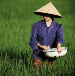 Vietnam, cultura di riso e bambù