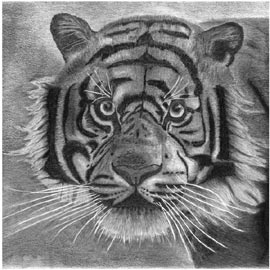 Franz Bucher, Tiger black and white (2013), stampa digitale su alluminio da disegno a matita, cmm50x50