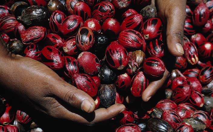 Dean Conger/National Geographic, Grenada, Indie Occidentali britanniche, Due mani piene di gusci lucenti di noce moscata ricoperti di macis rosso
