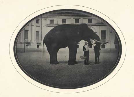 Anonimo (Marchese Curlo Faustino). L’elefante di Torino, che poi morì pazzo-Espone il M.se Faustino Curlo, 1850, dagherrotipo, cm 11,1 x 15,1, Collezione Simeom, C 4400, su concessione dell’Archivio Storico della Città di Torino
