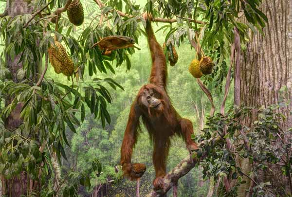 Diorama orango - Borneo, Malesia