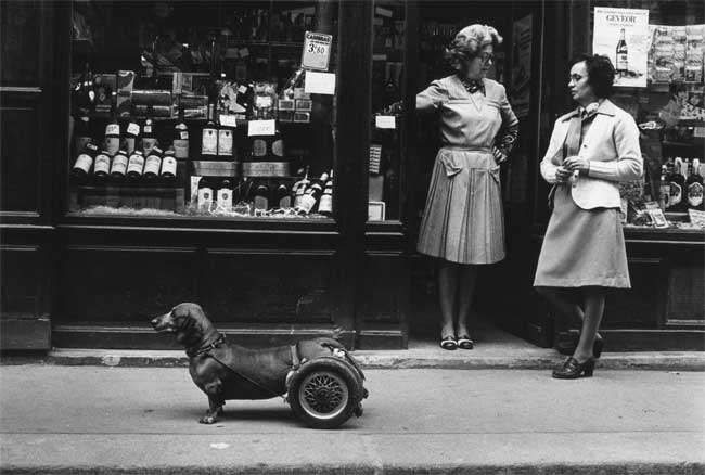 Robert Doisneau, Un chien à roulettes, 1977 © Atelier Robert Doisneau