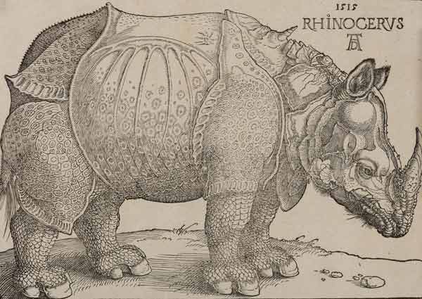 Albrecht Dürer, Rinoceronte, xilografia, 215 x 300